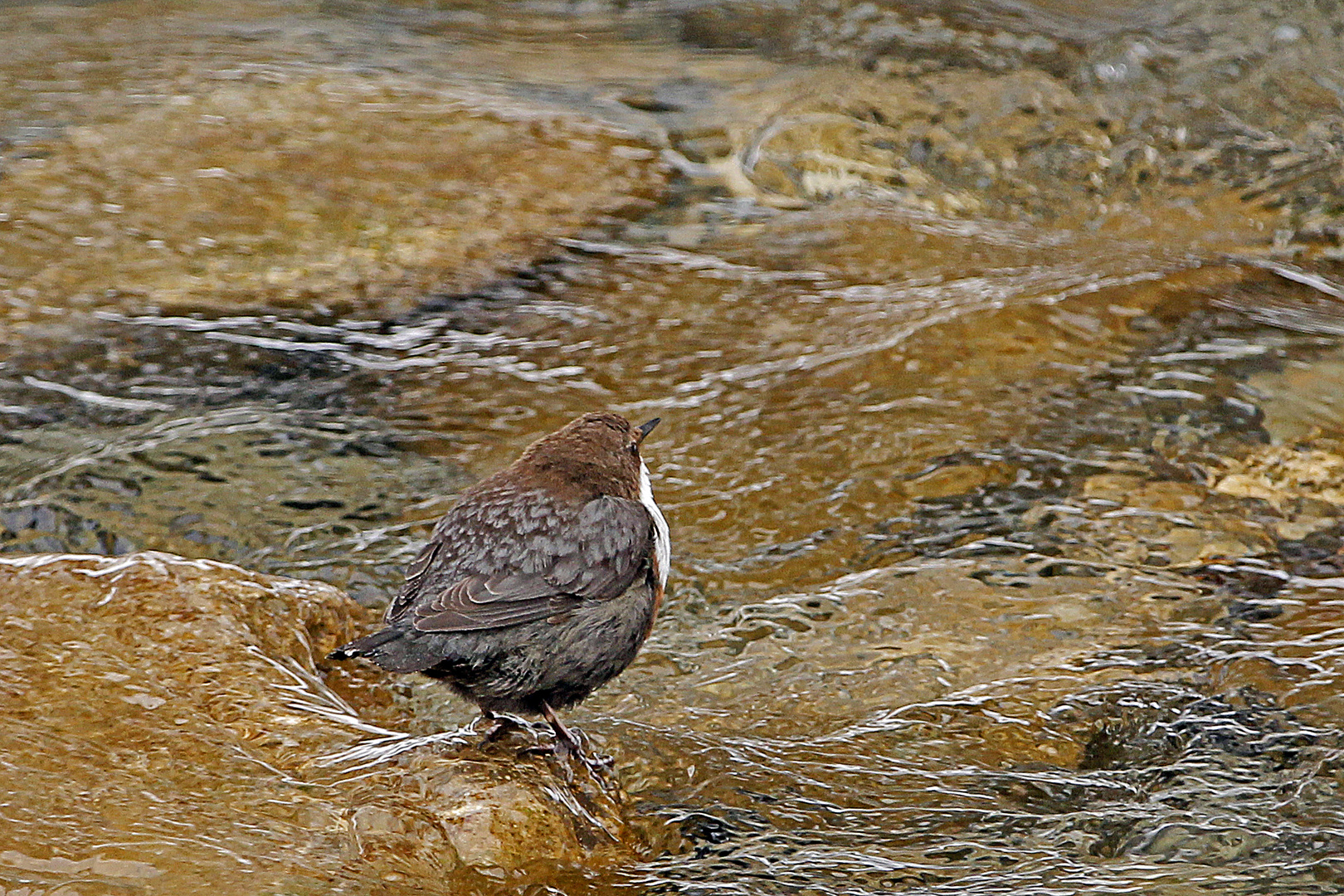 Wasseramsel am eiskalten Bach