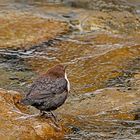 Wasseramsel am eiskalten Bach