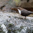 Wasseramsel am Fließgewässer