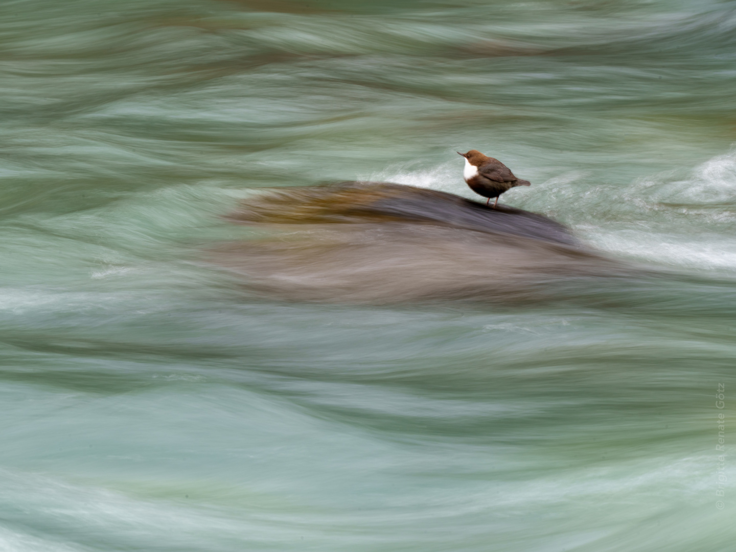 Wasseramsel am Inn