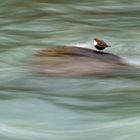 Wasseramsel am Inn