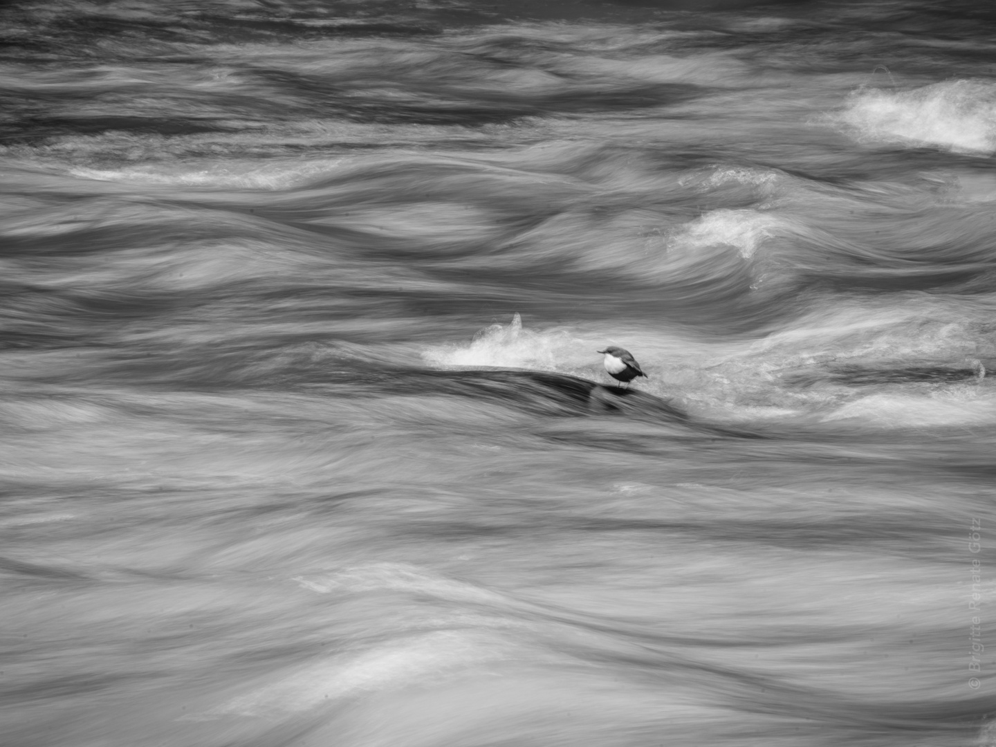 Wasseramsel am Inn