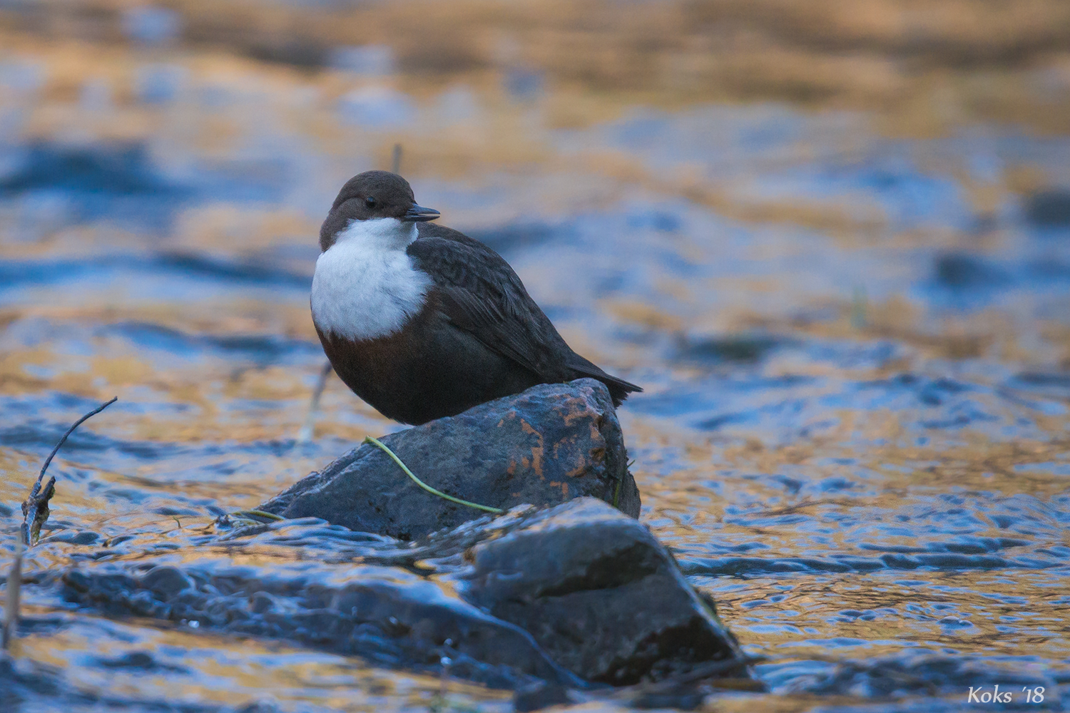 Wasseramsel am Morgen