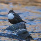 Wasseramsel am Morgen