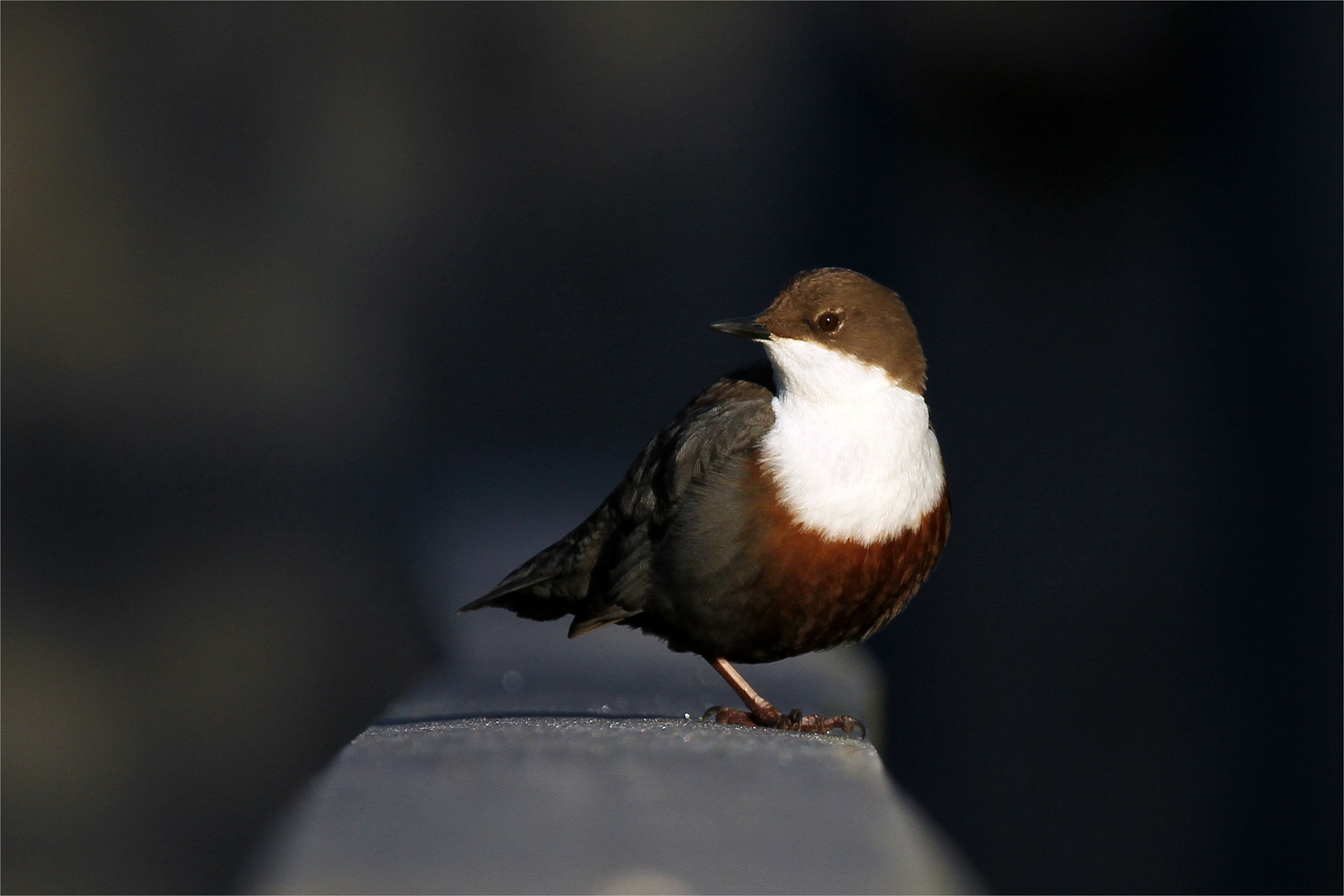 Wasseramsel am Morgen