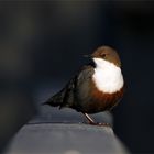 Wasseramsel am Morgen