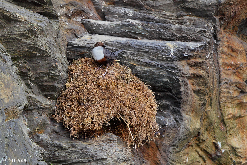 Wasseramsel - am Nest