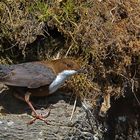 Wasseramsel am Nest