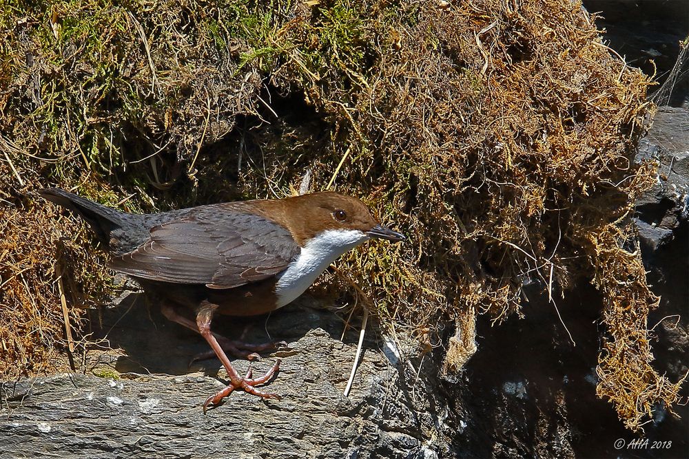 Wasseramsel am Nest