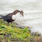 Wasseramsel am Nestbau