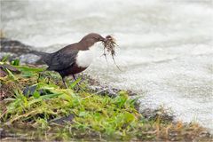 Wasseramsel am Nestbau