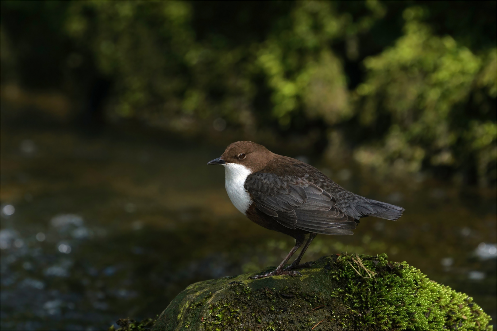 Wasseramsel am rauschenden Bach