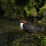 Wasseramsel am rauschenden Bach