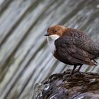 Wasseramsel am Wasserfall