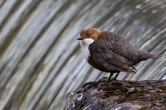 Wasseramsel am Wasserfall