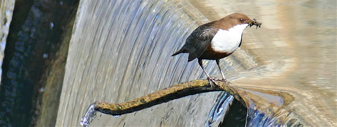 Wasseramsel am Wasserfall (Ruhr)