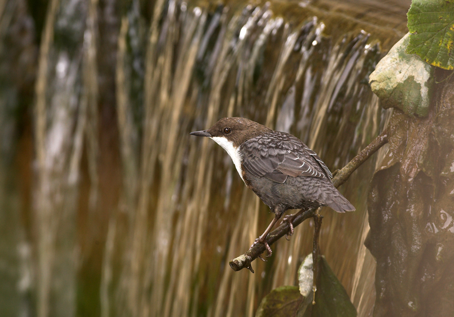 Wasseramsel am Wehr