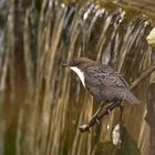 Wasseramsel am Wehr