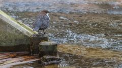 "Wasseramsel am Wehr 2023"