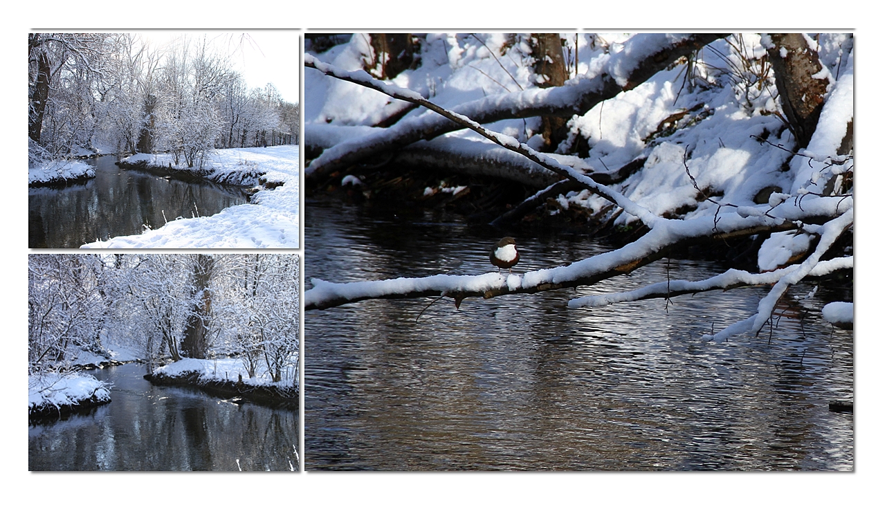 Wasseramsel am winterlichen Bach