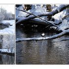 Wasseramsel am winterlichen Bach