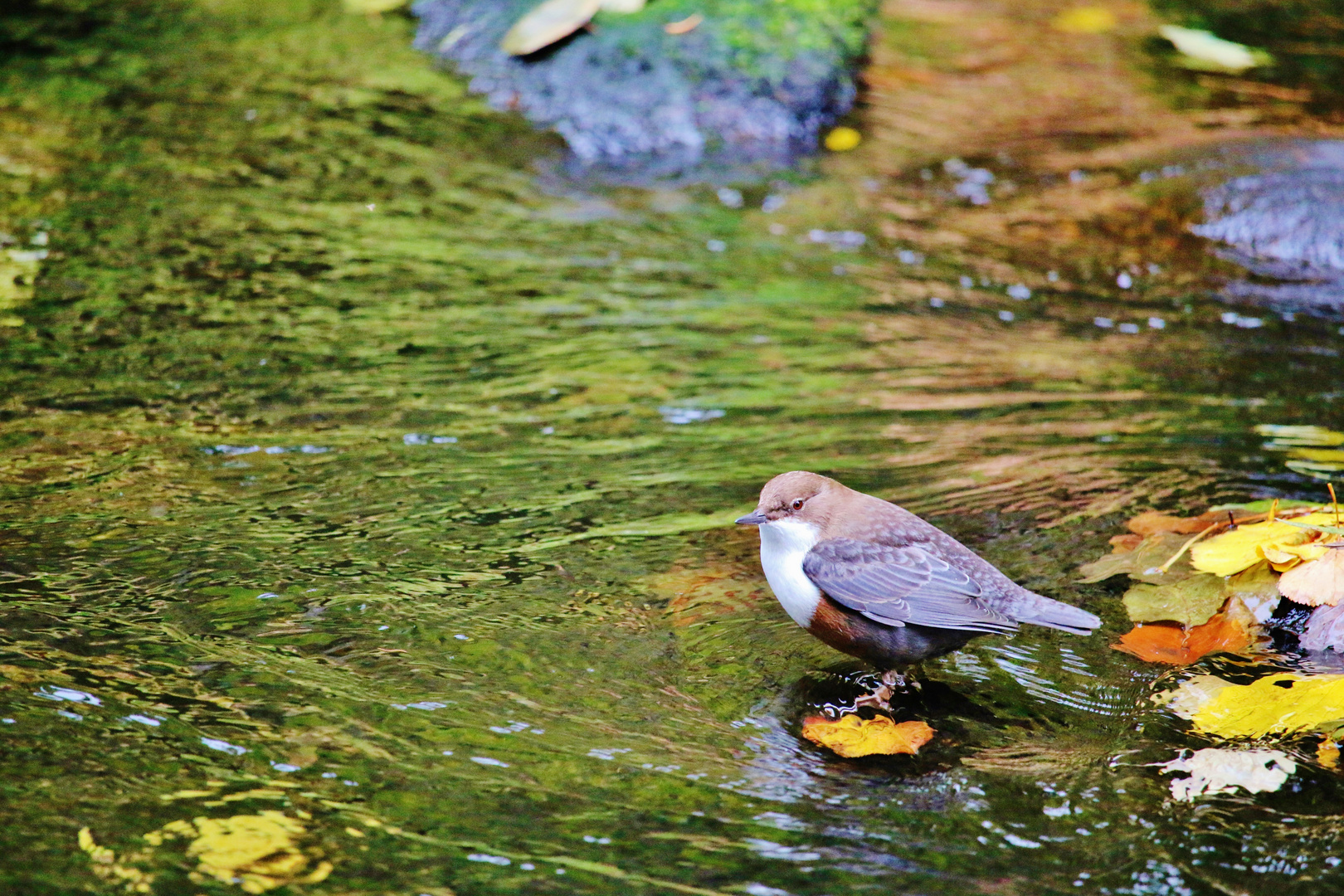 Wasseramsel an der Großen Enz