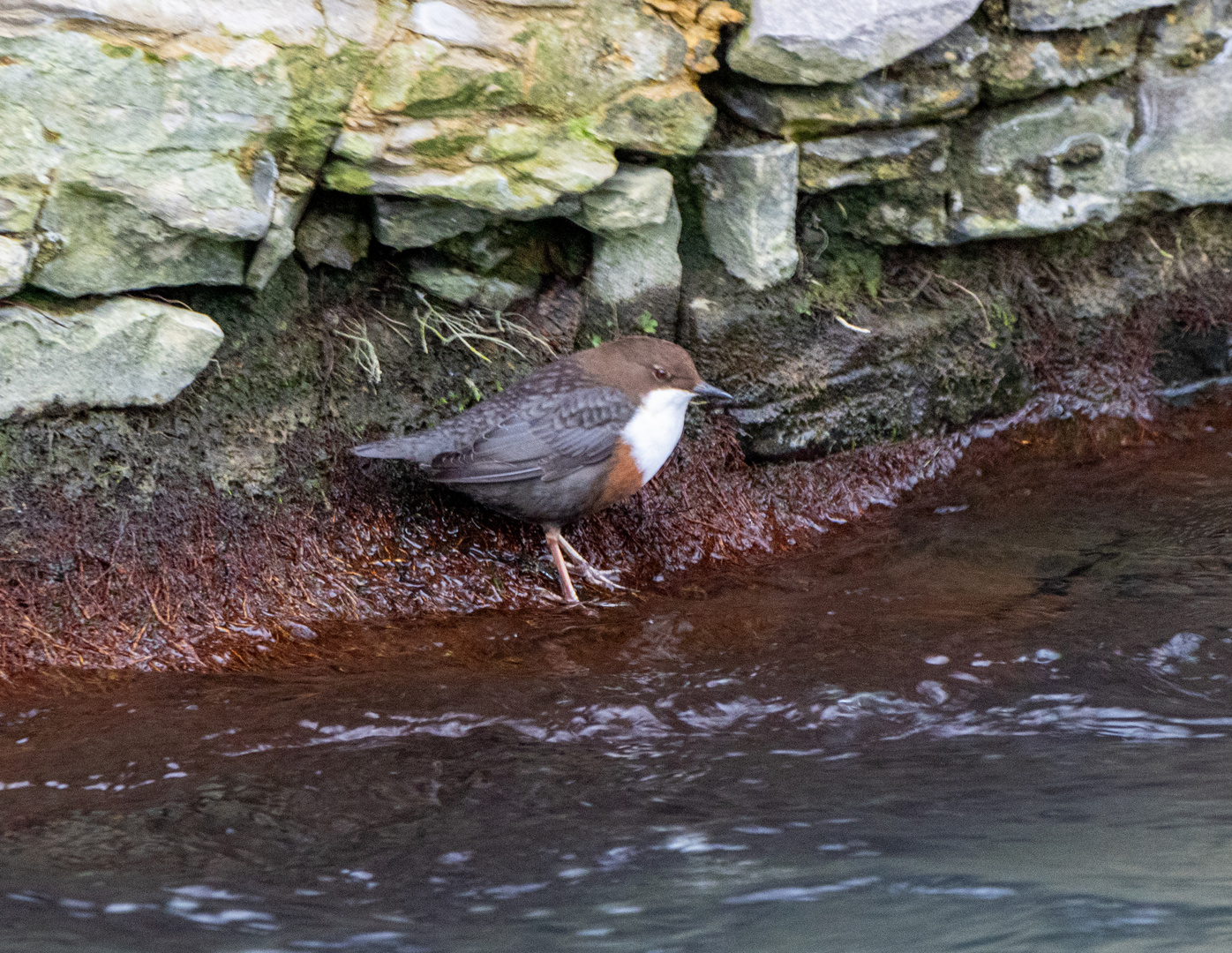 Wasseramsel an der Pader