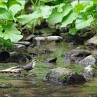 Wasseramsel an der Polenz