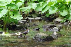 Wasseramsel an der Polenz