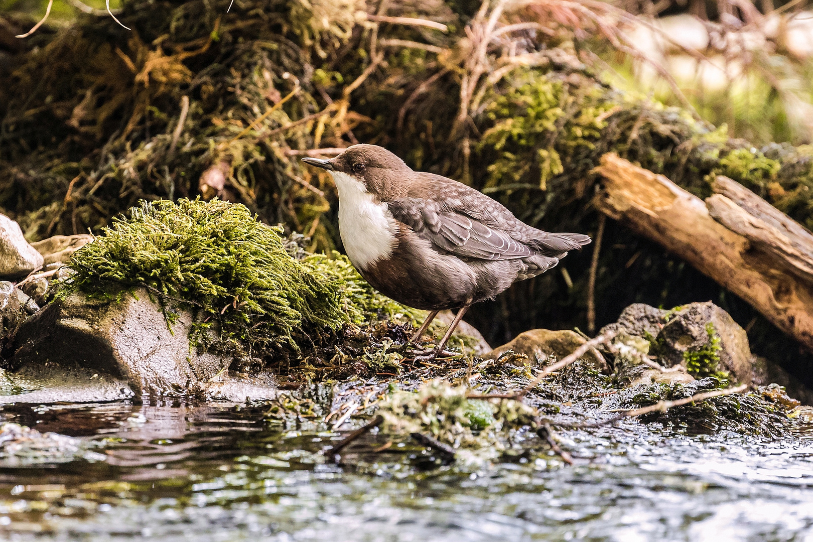 Wasseramsel an der Quelle des Doubs