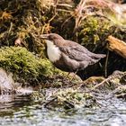 Wasseramsel an der Quelle des Doubs