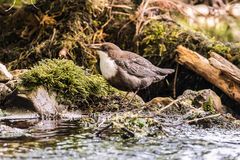 Wasseramsel an der Quelle des Doubs