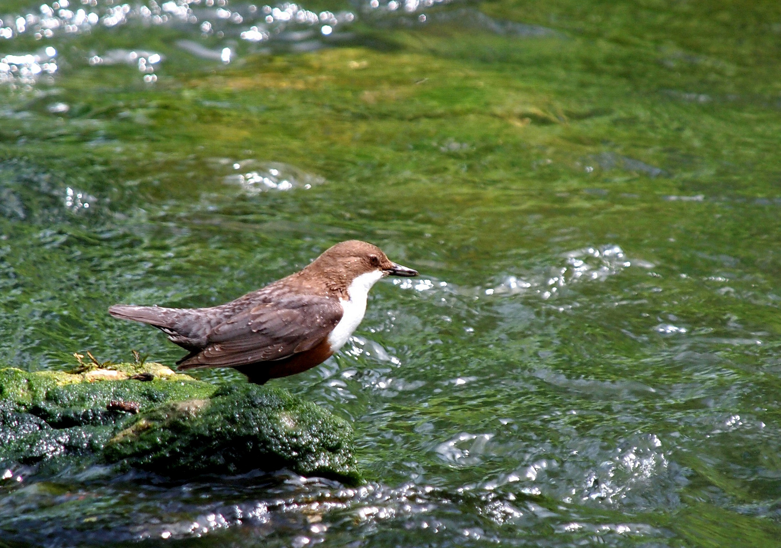 Wasseramsel an der Riss