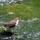 Wasseramsel an der Riss