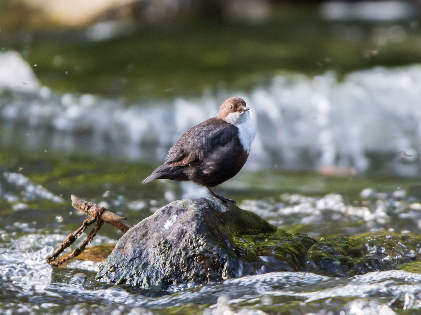 Wasseramsel an der Wupper