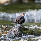 Wasseramsel an der Wupper