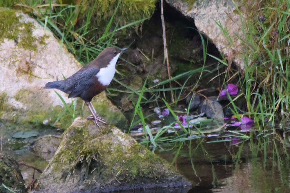 Wasseramsel an  der Wutach