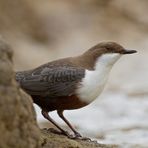 Wasseramsel auf Beobachtungsposten