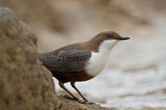 Wasseramsel auf Beobachtungsposten