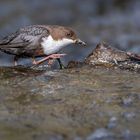 Wasseramsel auf Beutezug