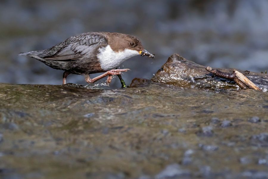 Wasseramsel auf Beutezug