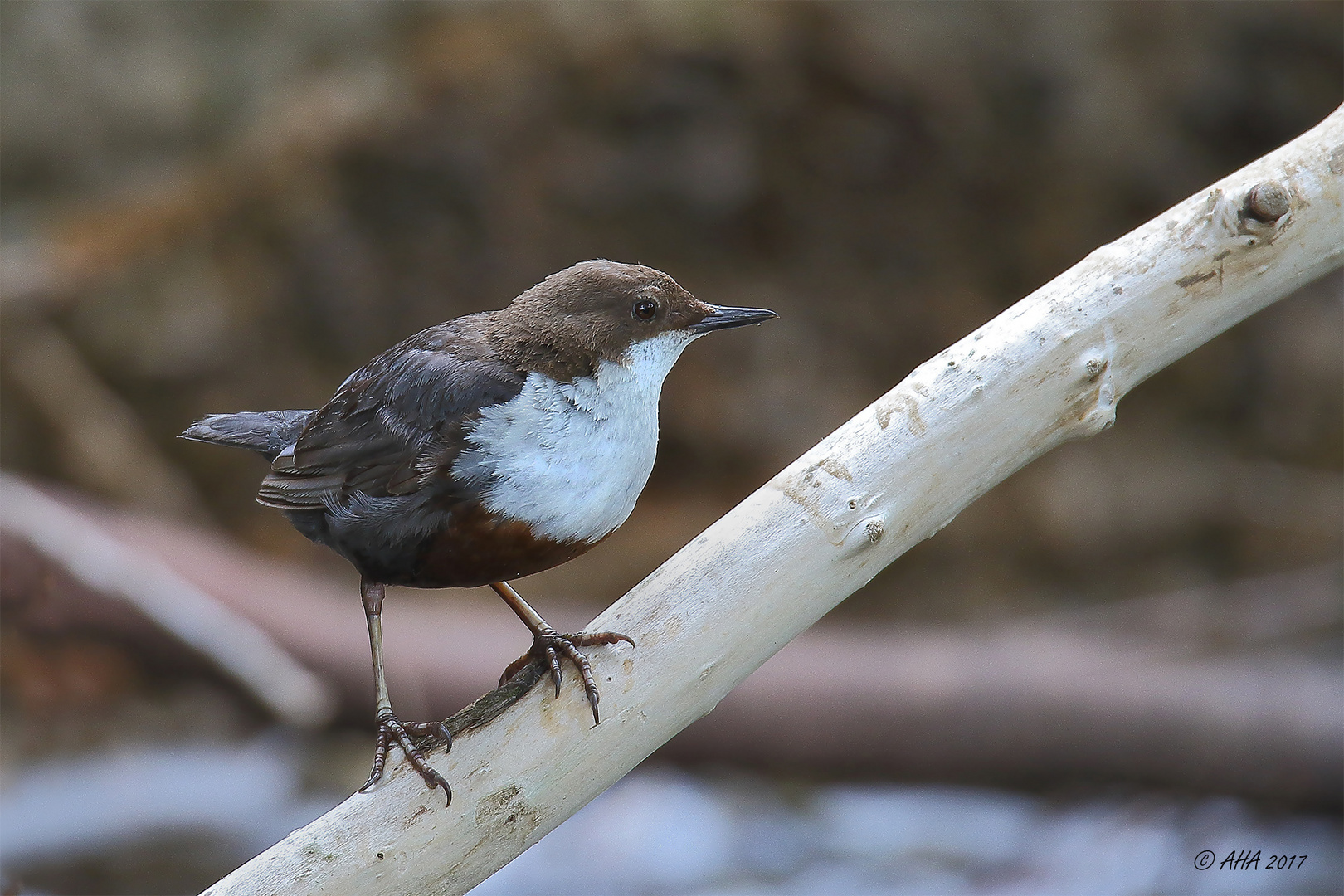 Wasseramsel auf dem...