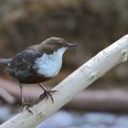 Wasseramsel auf dem...