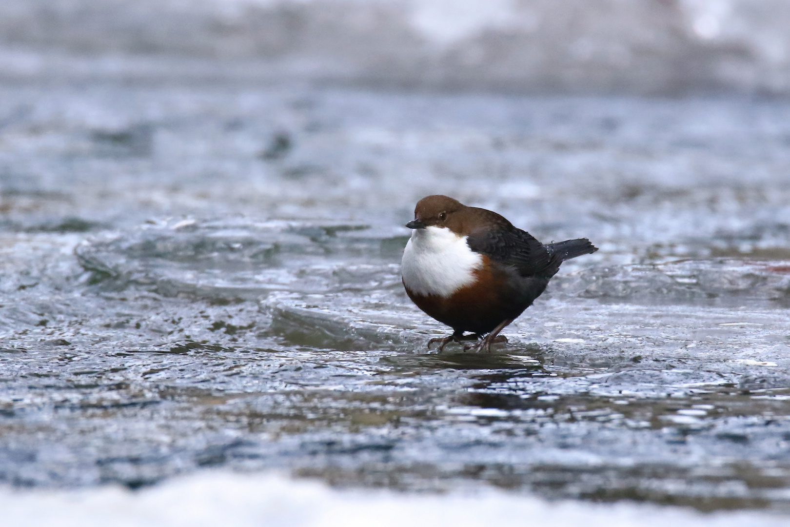 Wasseramsel auf dem Eis - Doku - 