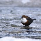 Wasseramsel auf dem Eis - Doku - 