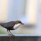 Wasseramsel auf dem Geländer