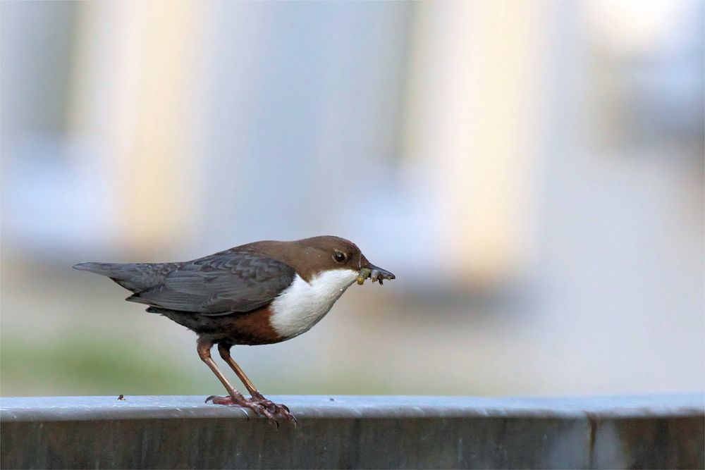 Wasseramsel auf dem Geländer