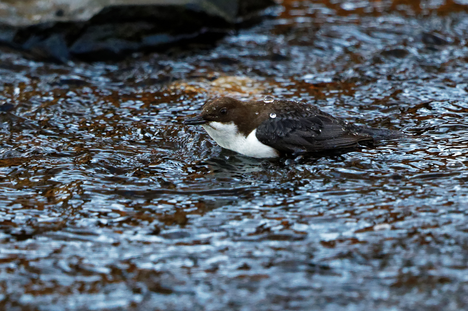 Wasseramsel auf der Jagd 0633