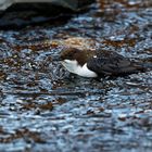 Wasseramsel auf der Jagd 0633