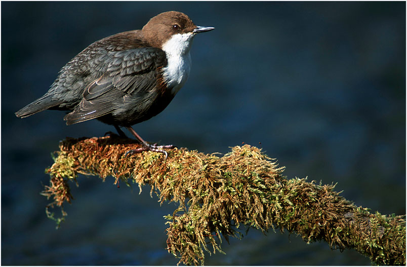 Wasseramsel auf der Sitzwarte